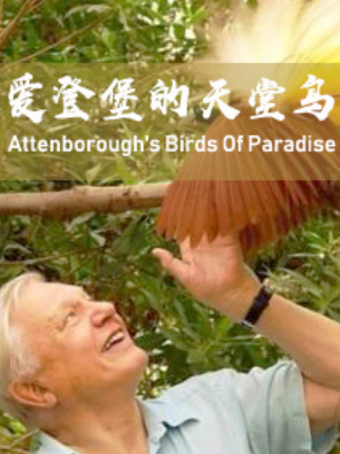 爱登堡的天堂鸟