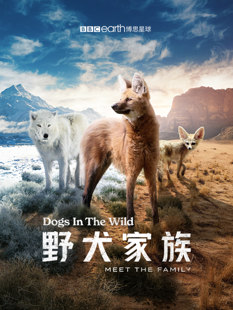 野犬