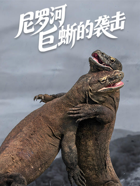 尼罗河巨蜥的袭击