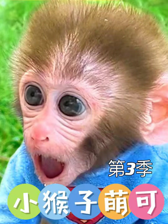 小猴子萌可 第三季