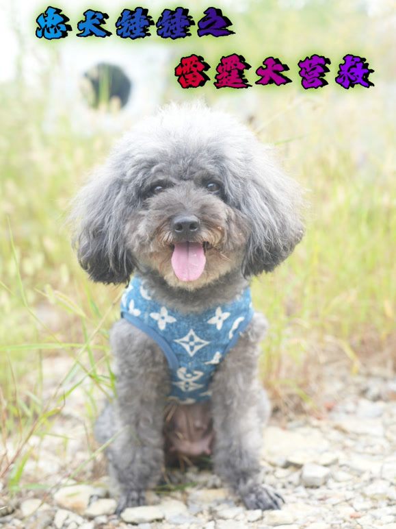 忠犬锤锤之雷霆大营救