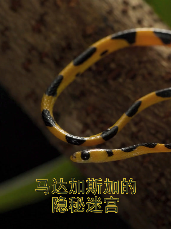 马达加斯加的隐秘迷宫