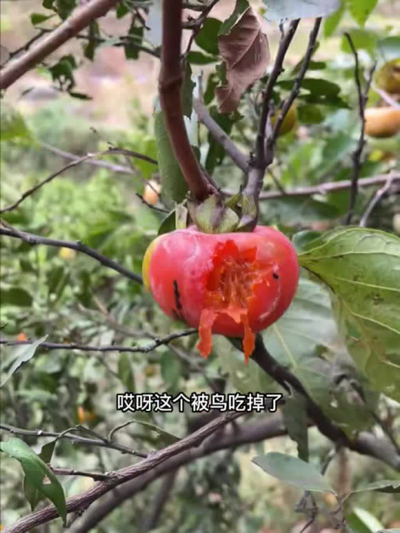 周小帅的龙凤胎的2026年合集1