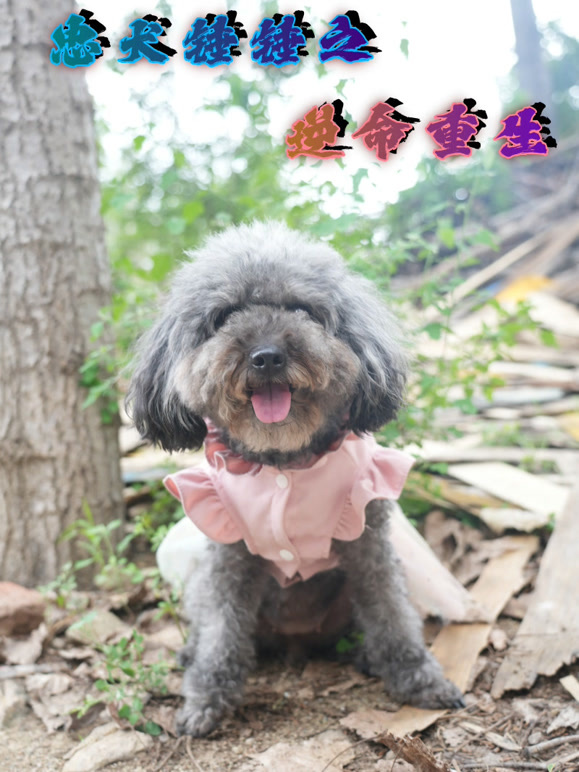 忠犬锤锤之逆命重生