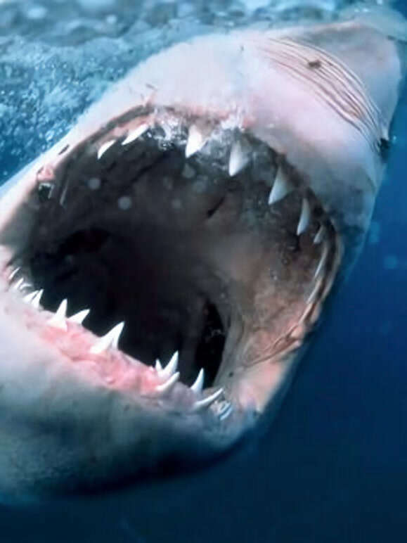 海洋捕食者