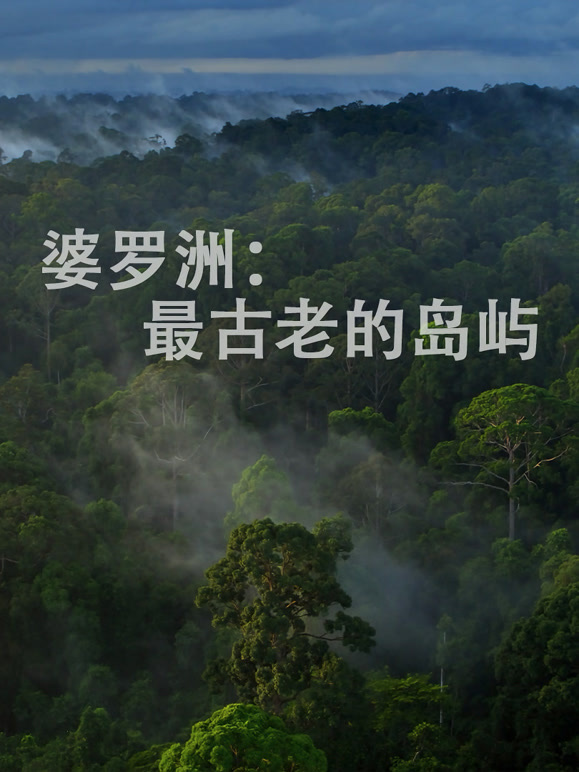 婆罗洲：最古老的岛屿