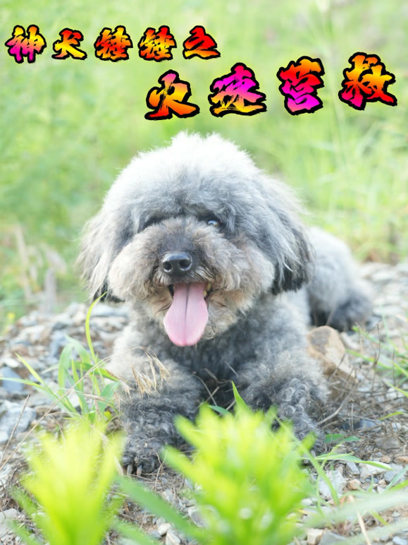 神犬锤锤之火速营救