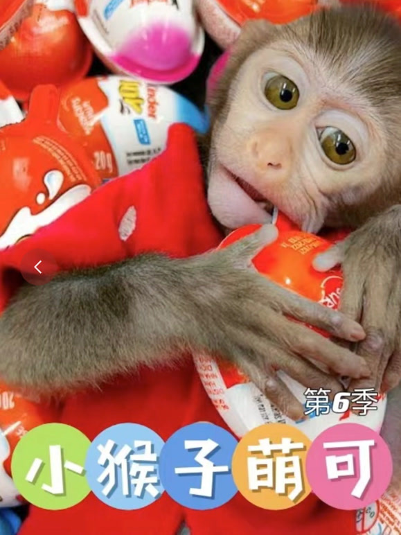小猴子萌可 第6季