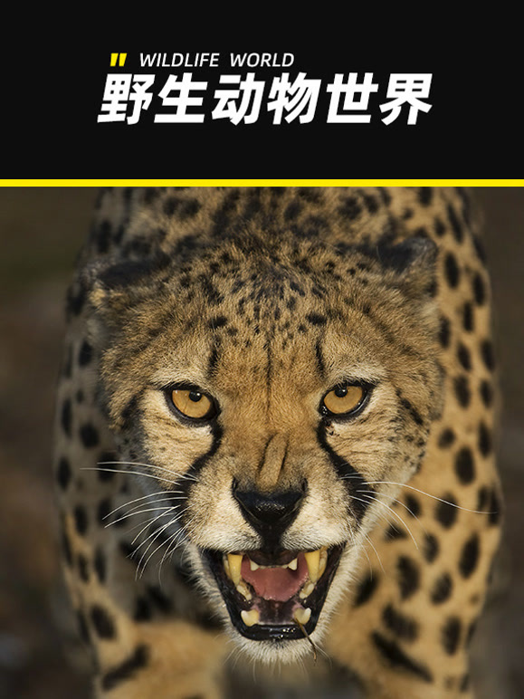 野生动物世界