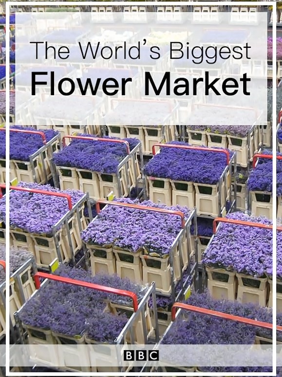 世界上最大的鲜花市场