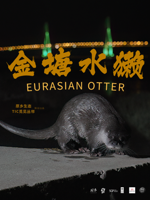 金塘水獭