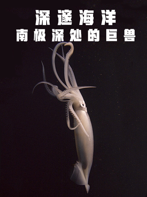 深邃海洋：南极深处的巨兽（中配版）