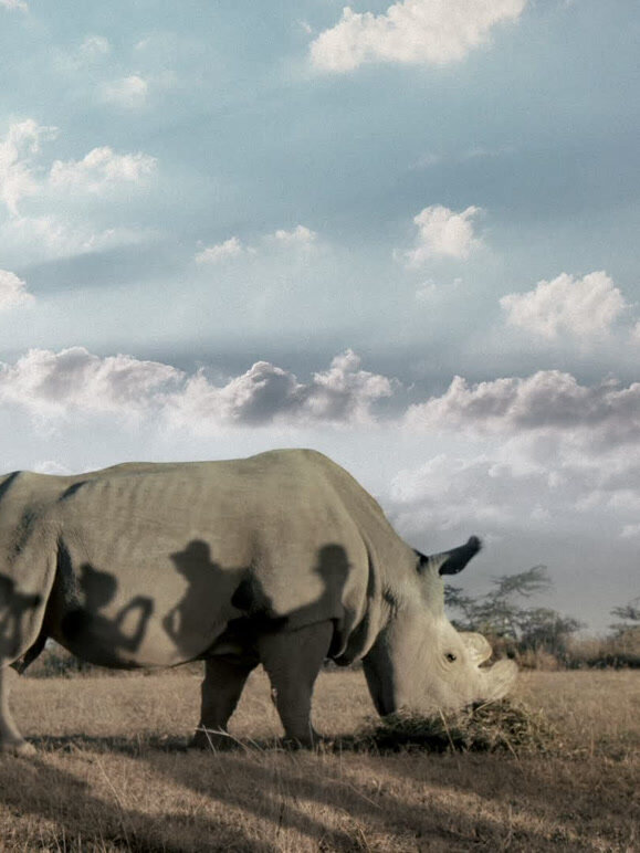 苏丹：最后的雄北白犀