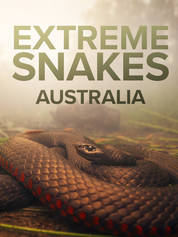 疯狂的蛇中文版