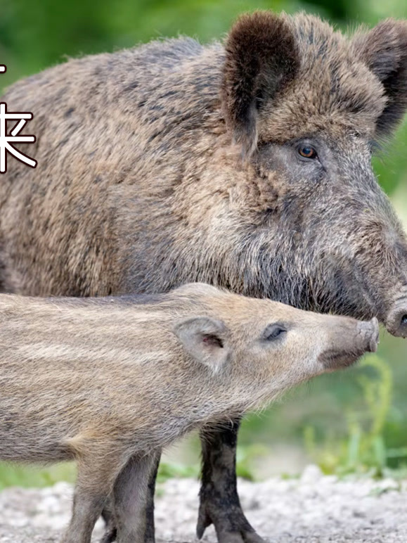 野猪——卷土重来