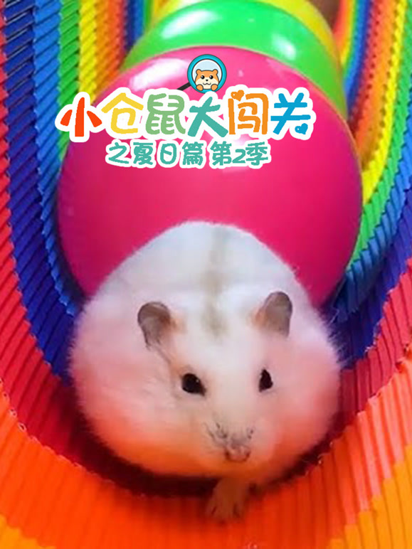 小仓鼠大闯关之夏日篇 第二季