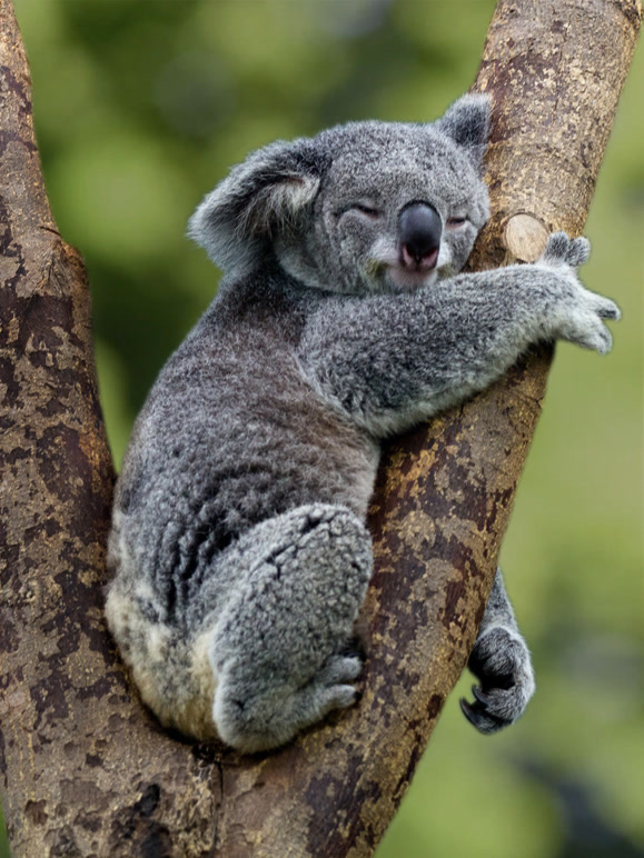 荒蛮之地：澳大利亚