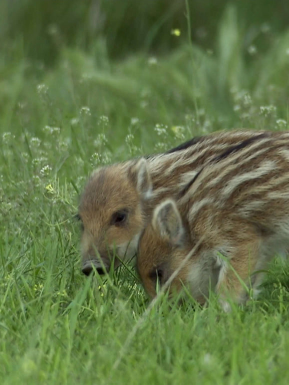 野猪——卷土重来 中文版