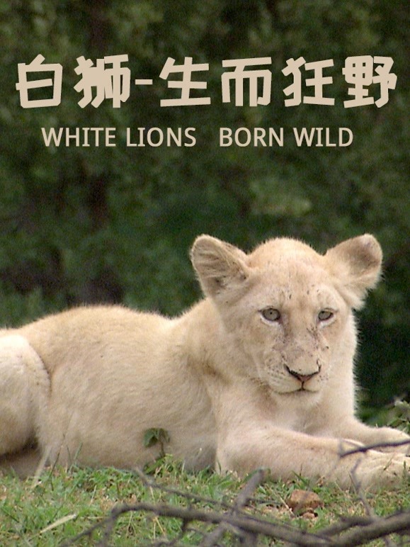 白狮—生而狂野