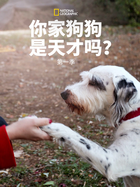 你的狗狗是天才吗？ 第一季