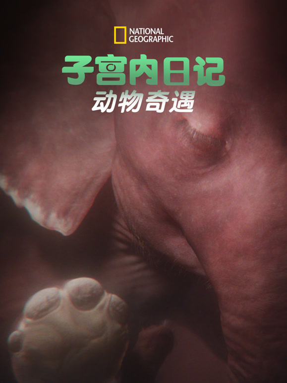 子宫内日记：动物奇遇 第一季