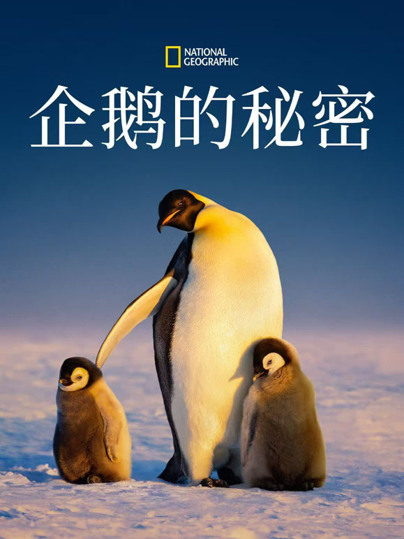 企鹅的秘密 中配版