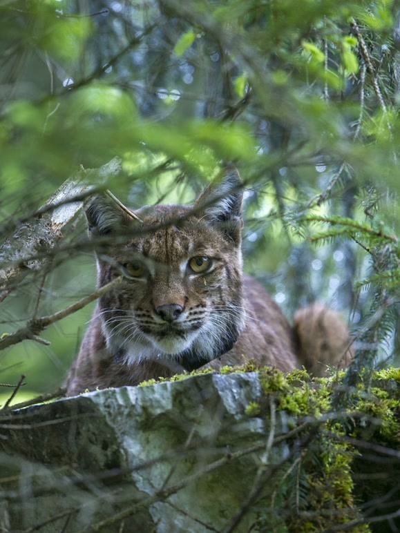 回归自然的猞猁