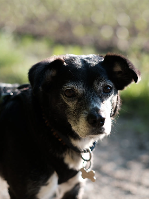 柯迪：不再流浪