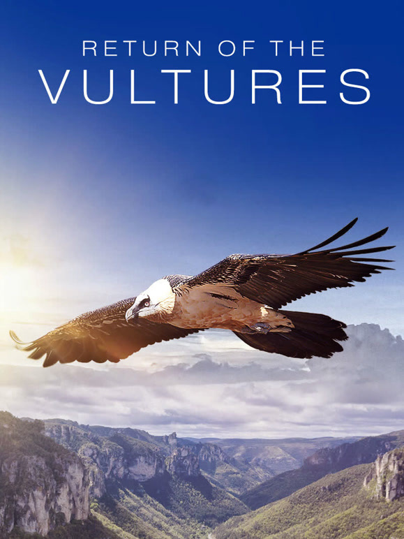 秃鹫归来