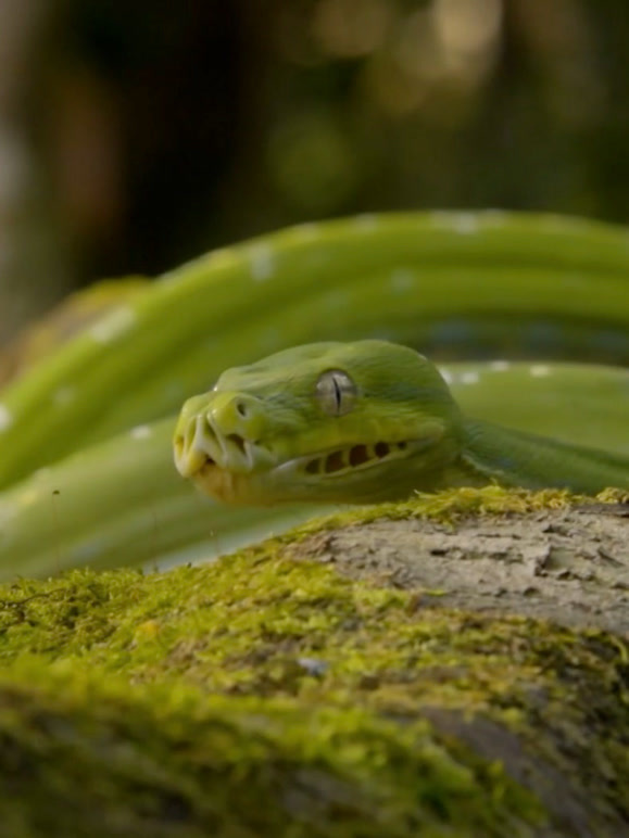 疯狂的蛇英文版