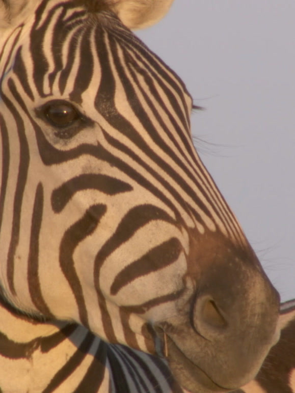 斑马一家历险记