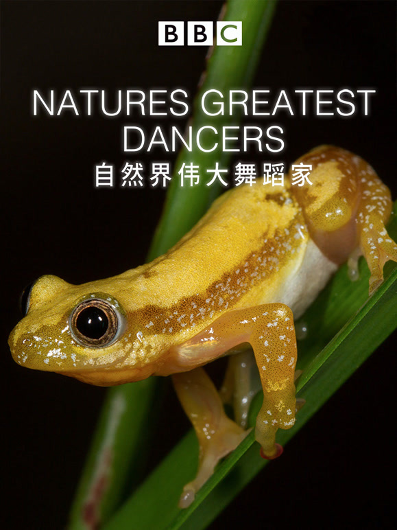 自然界伟大的舞蹈家