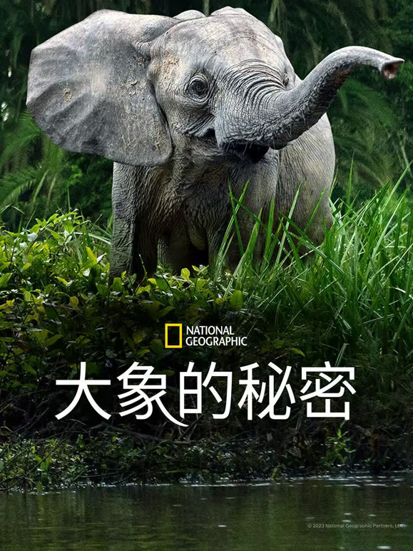大象的秘密 中配版