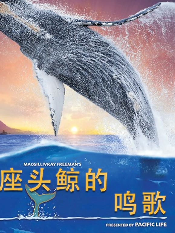 座头鲸的鸣歌