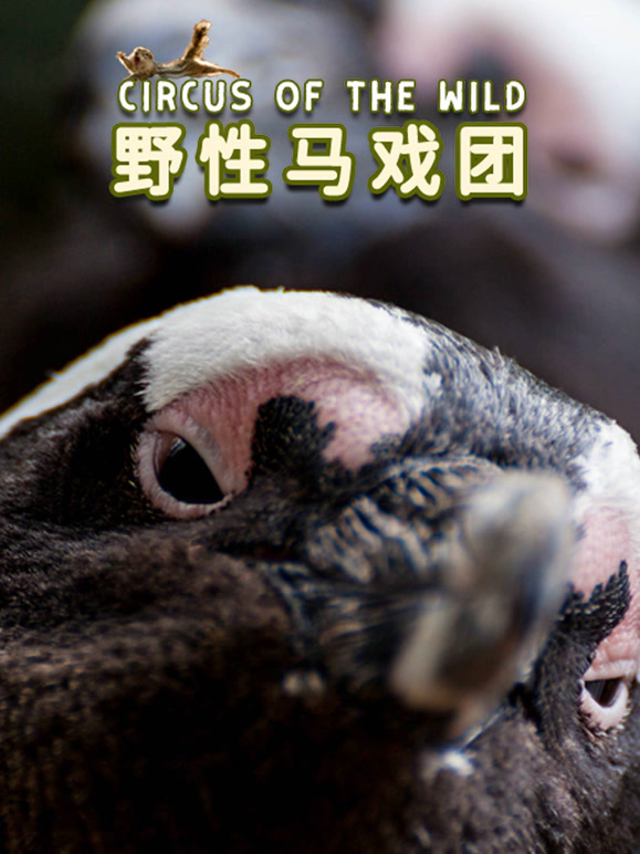 野性马戏团英语中字版