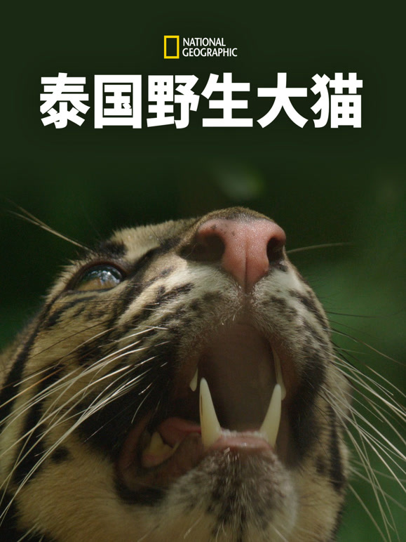 泰国野生大猫