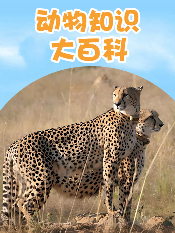 动物知识大百科