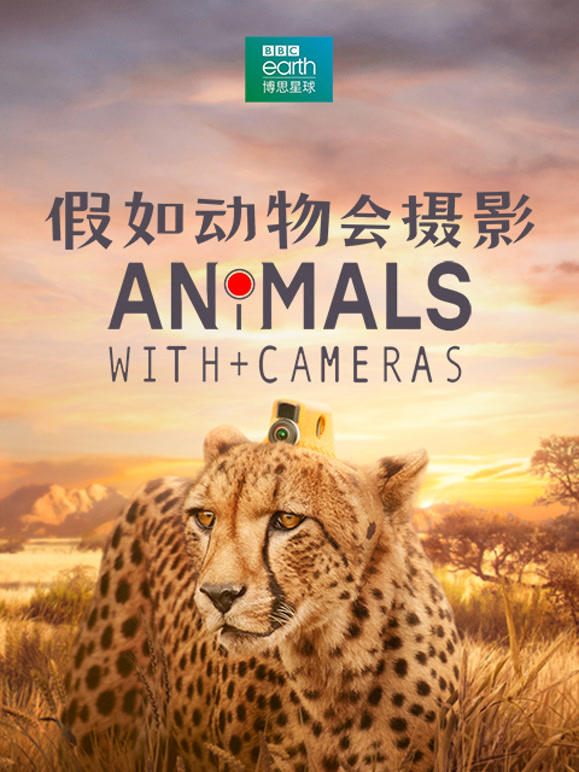 假如动物会摄影