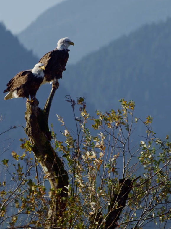 城市上空的秃鹰