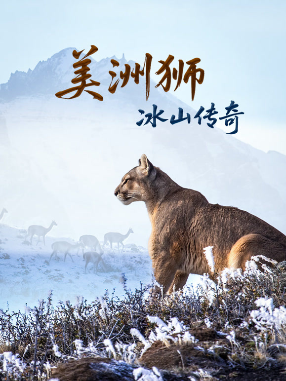 美洲狮：冰山传奇