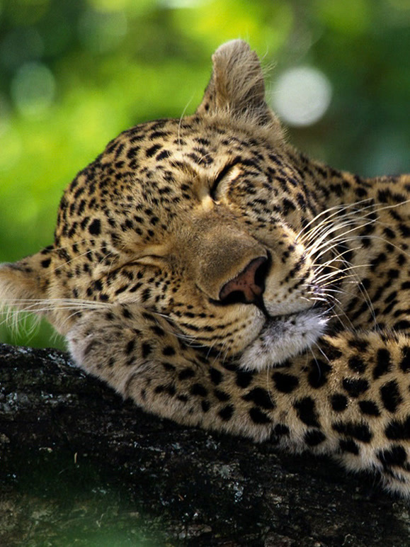 野生动物的睡眠