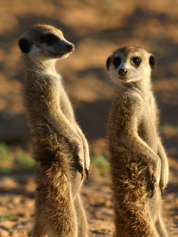 狐獴庄园 第一季