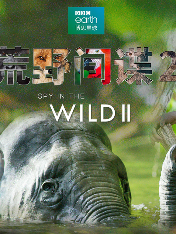 荒野间谍第二季