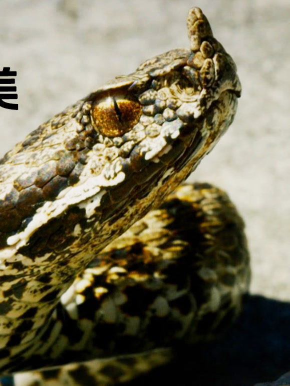 希腊的野性之美