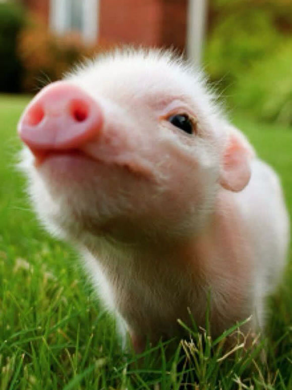 动物出生的奇妙之旅