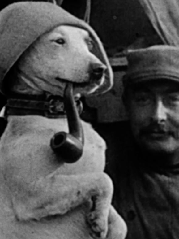 战争中的动物兵