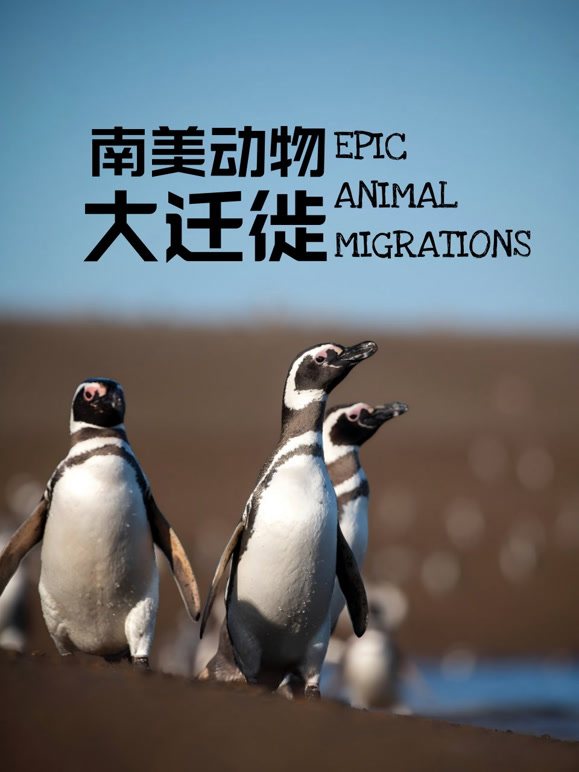 南美动物大迁徙英文版